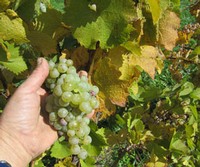 Ingle Vineyard Riesling Harvest